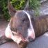 bull terrier miniature