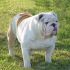 cerco bulldog inglese