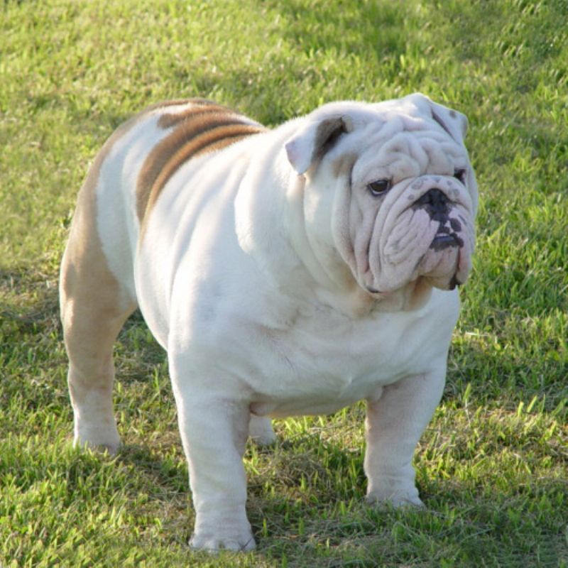 cerco bulldog inglese