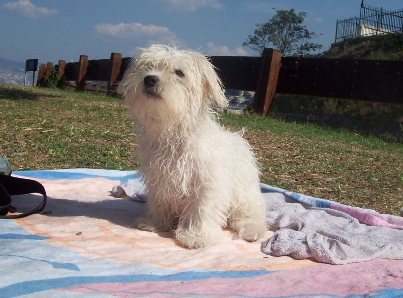 cerco cuccioli