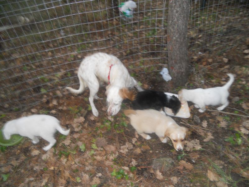 CUCCIOLI MADRE SETTER