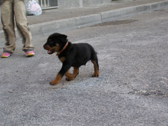 tyson il primo giorno