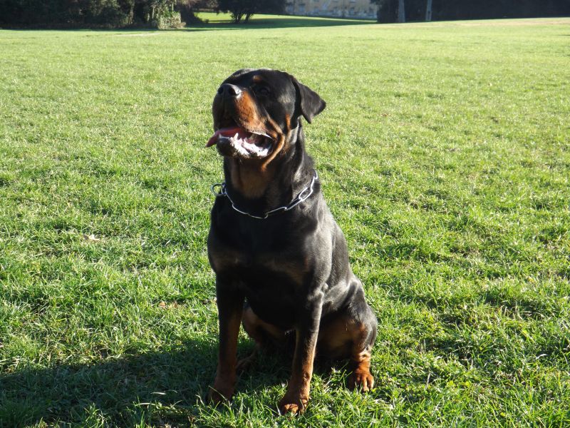 rottweiler maschio cerca compagna per accoppiamento