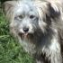 I nostri cani: Birillo