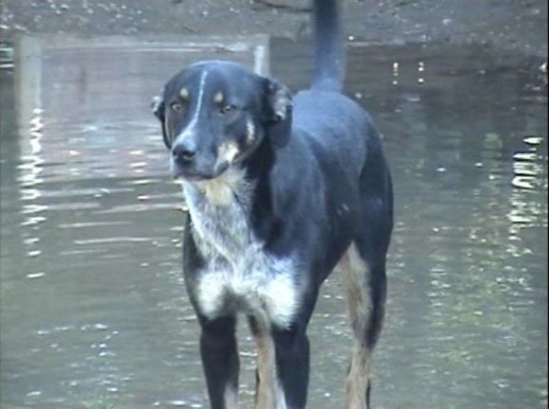 I nostri cani: Tenerona