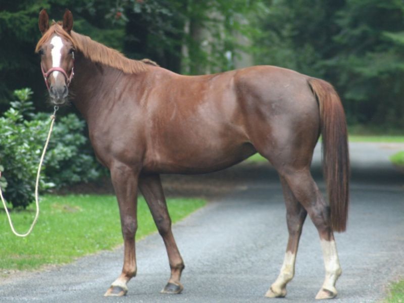 Pastore del Bernese o Dobermann