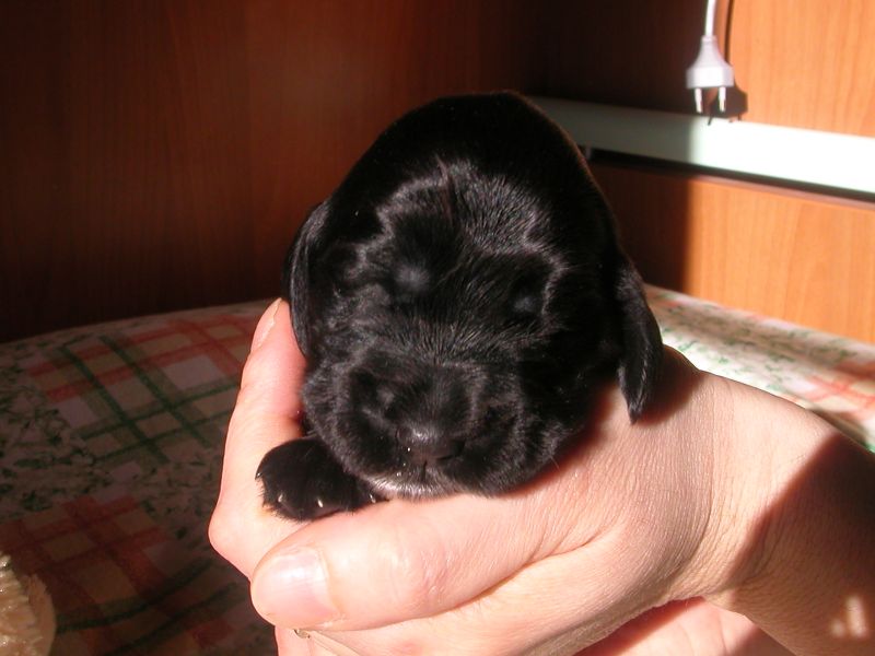 vendesi bellissimi cocker spaniel inglesi