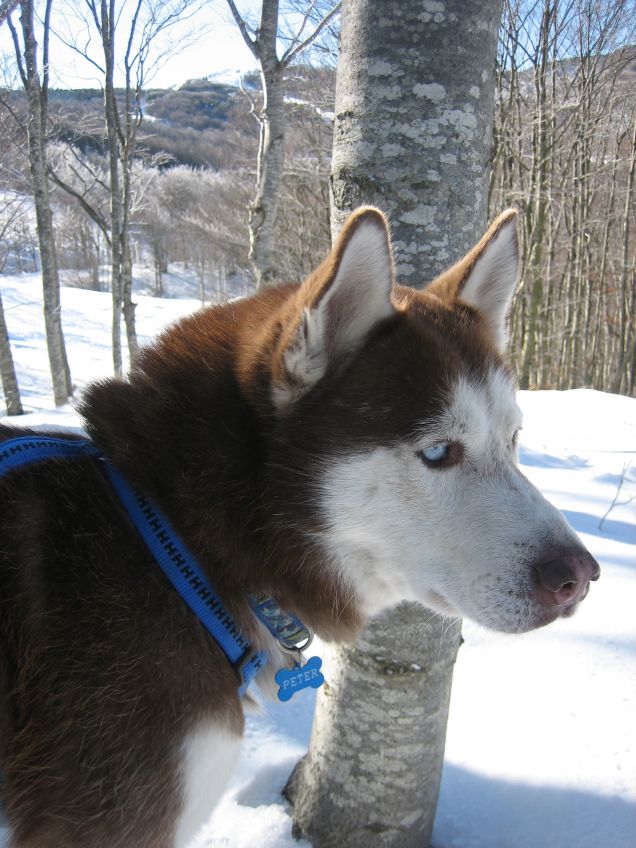 peter e la neve di schia