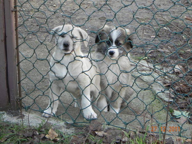 Regalo 2 bellissimi cuccioli