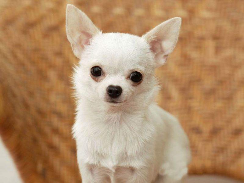 Cercasi cagnolino tipo : chiuaua, volpino di pomerania, bouledogue francese o carlino