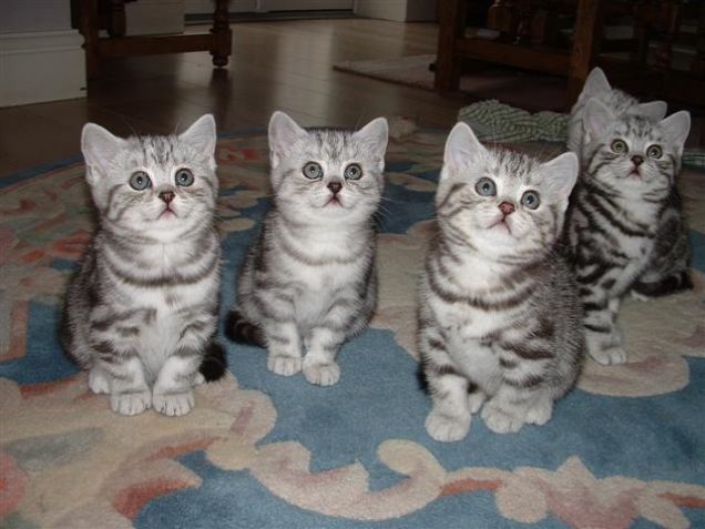 British Short Hair Kittens For  Good Homes