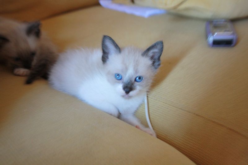 cuccioli di thai - il siamese tradizionale