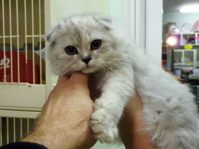 SCOTTISH FOLD