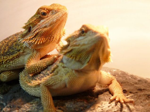 pogona