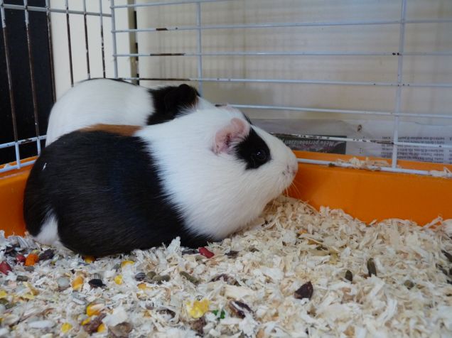 cavia