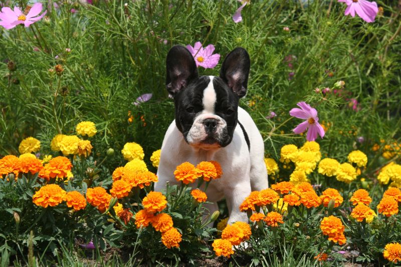 cerco in regalo cucciolo di bouledogue francese