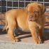 DOGUE DE BORDEAUX cuccioli