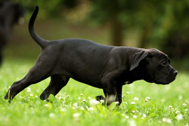 CANE CORSO!