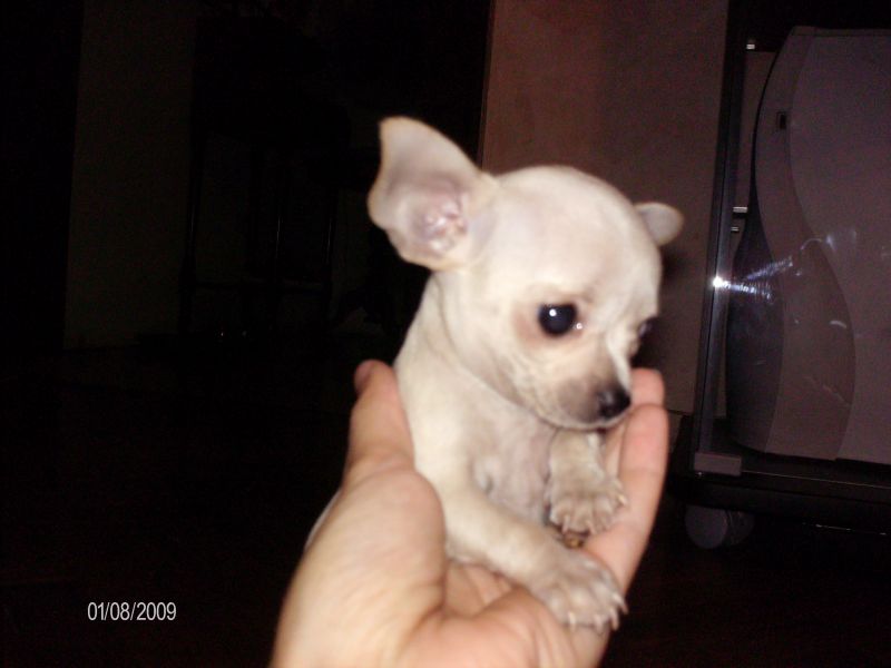 cerco chihuahua