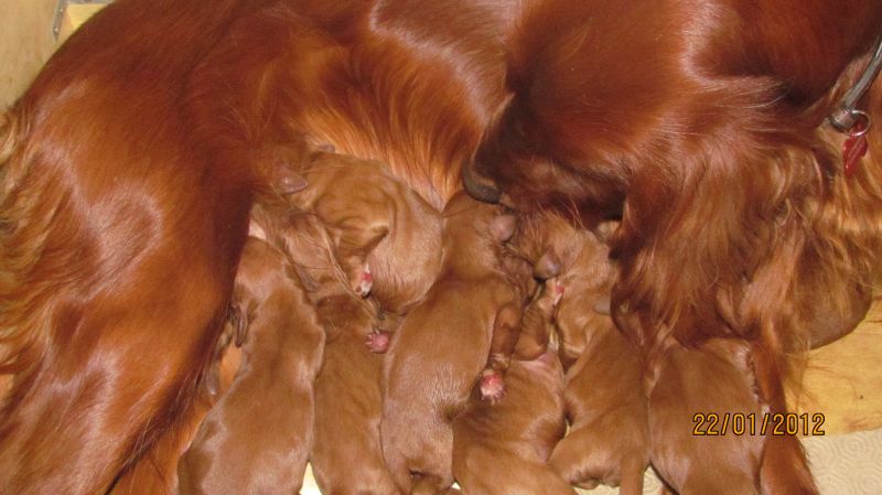 Vendesi cuccioli di setter irlandese