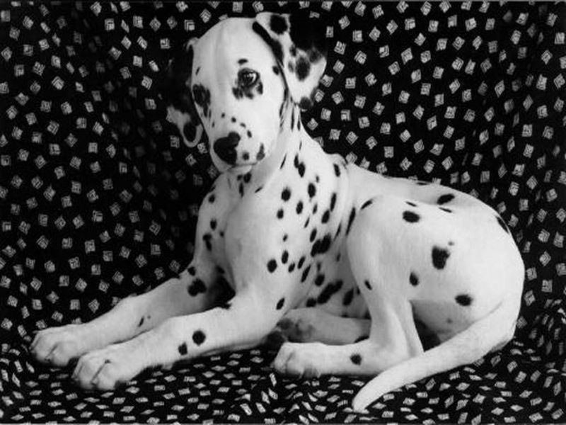 cerco dalmata