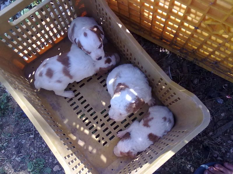 vendo cuccioli di bretone