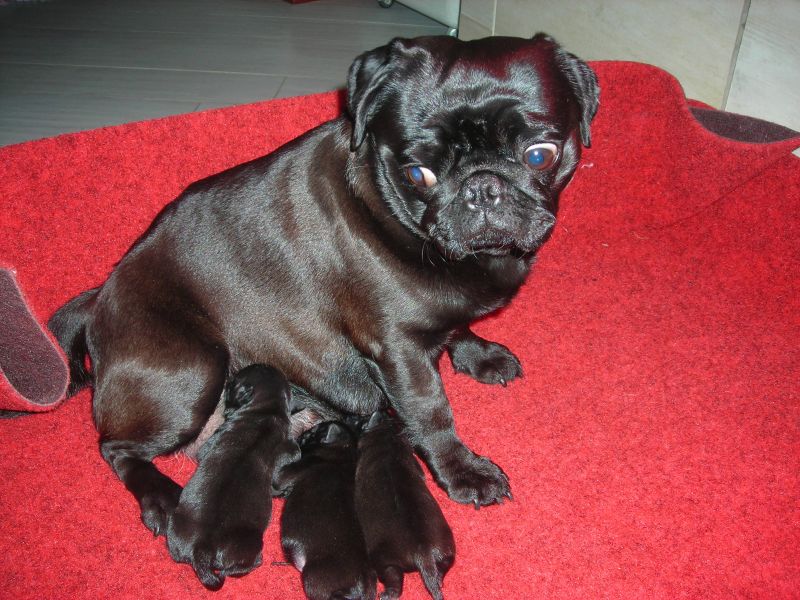 ciccioli di carlino femmina nero