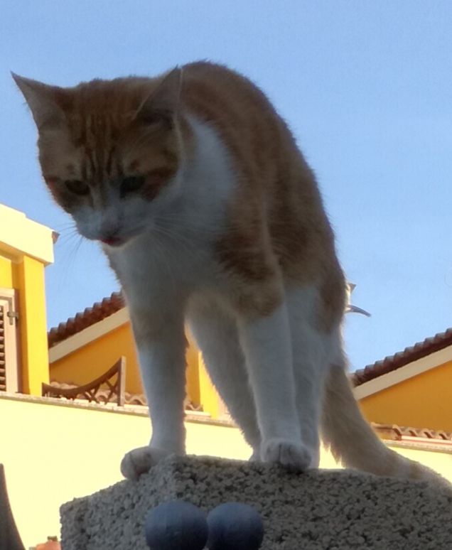 Leo e la sua giornata rilassante