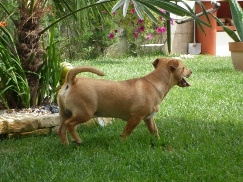 cerco cane metticcio avente non piu di un mese perche il mio me l'ha tirato sotto una macchina e non riesco a stare senza