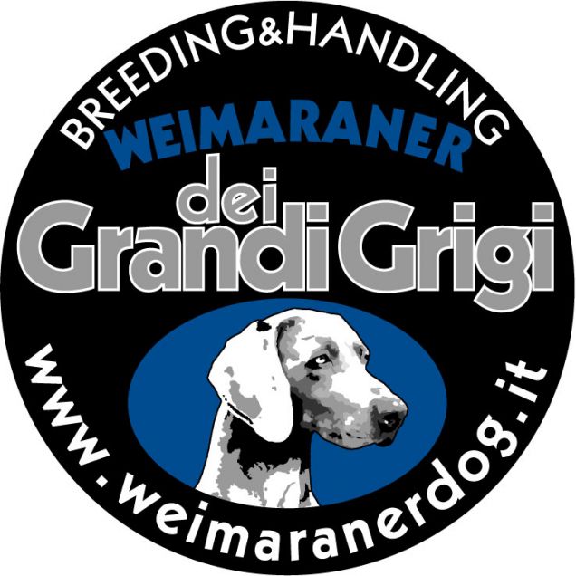 Weimaraner Dei Grandi Grigi