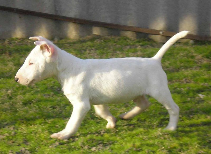 cucciolo bull terrier