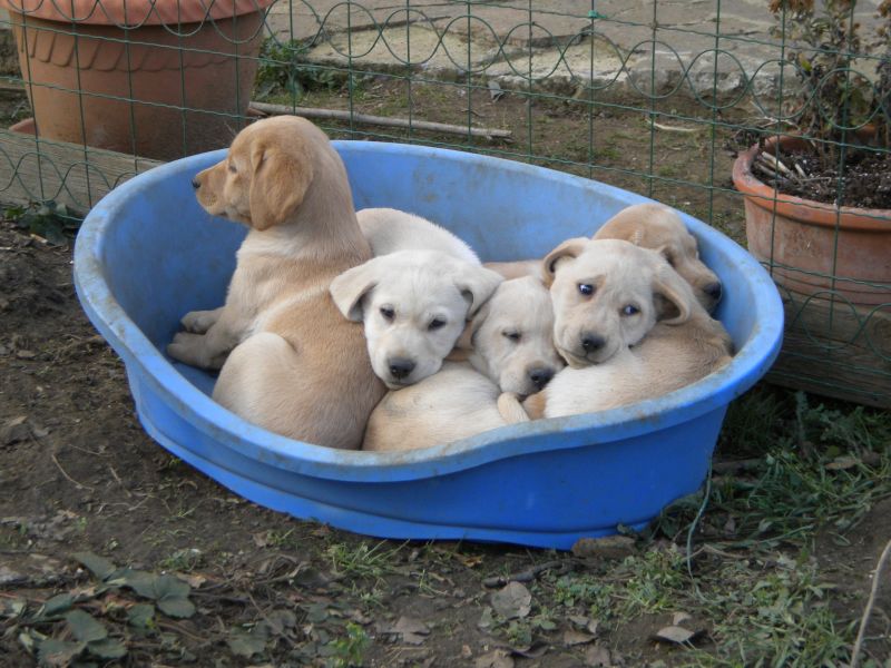 Vendo cuccioli di Labrador