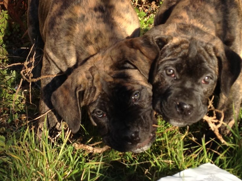 cane corso