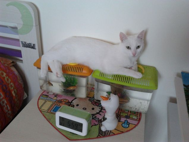 Molly la mattacchiona