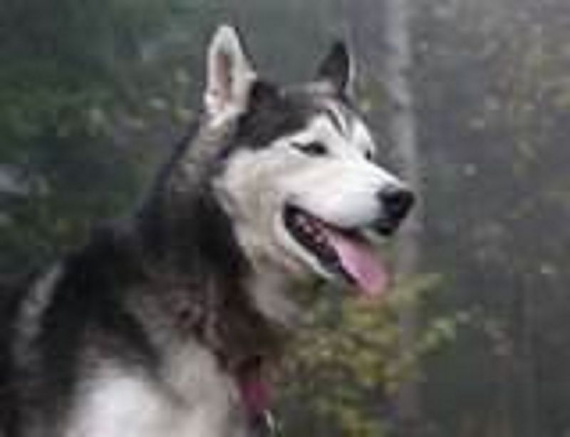 cerco siberian husky