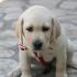 CERCO CUCCIOLO DI LABRADOR color miele
