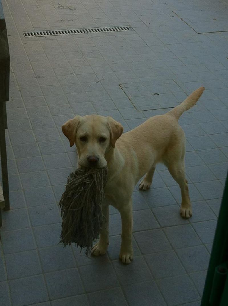 Cerco labrador cioccolato