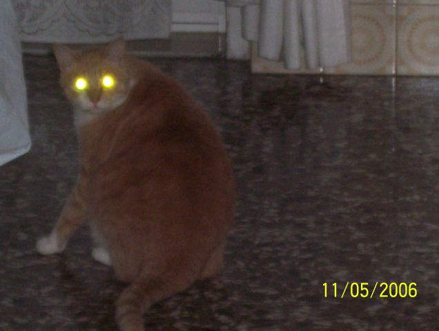 il gatto a led