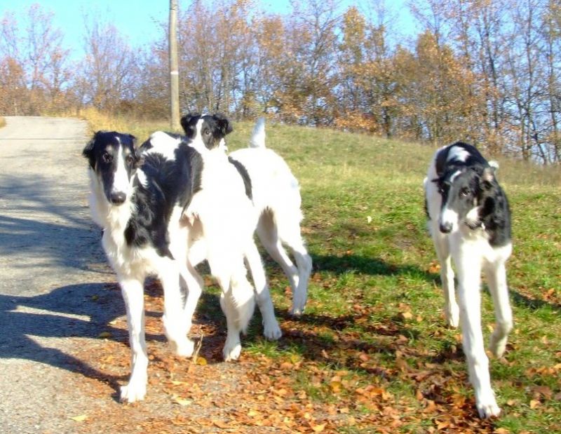 Vendesi Cuccioli di levriero russo