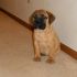 bullmastiff cucciolona alta genealogia 