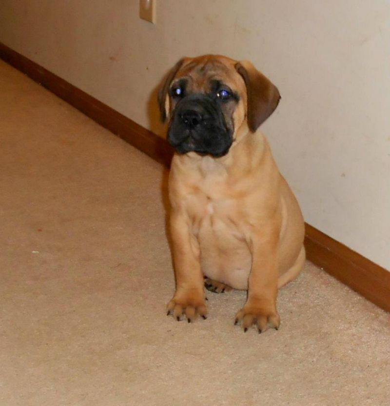 bullmastiff cucciolona alta genealogia 