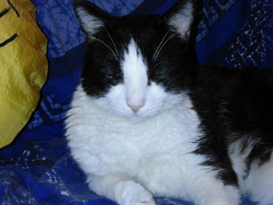 Ramses