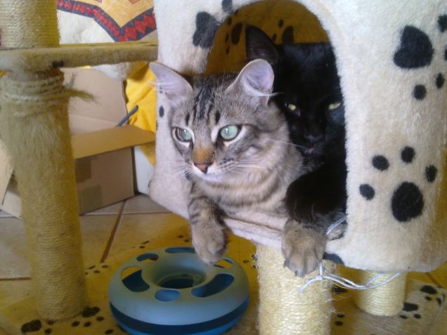 viscini....viscini....