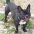 cercasi femmina bouledogue francese