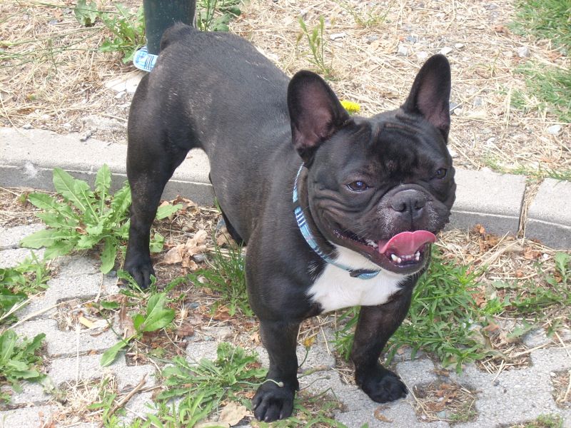 cercasi femmina bouledogue francese