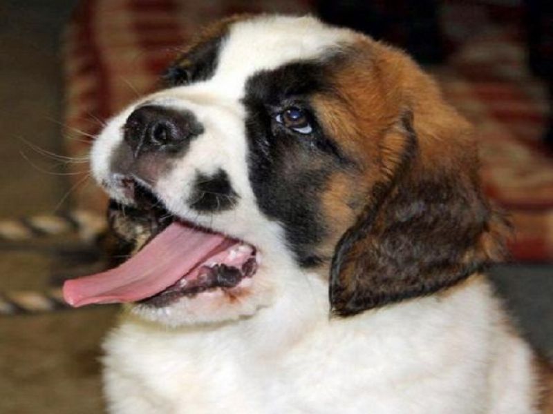  cucciolo di san bernardo o akita inu