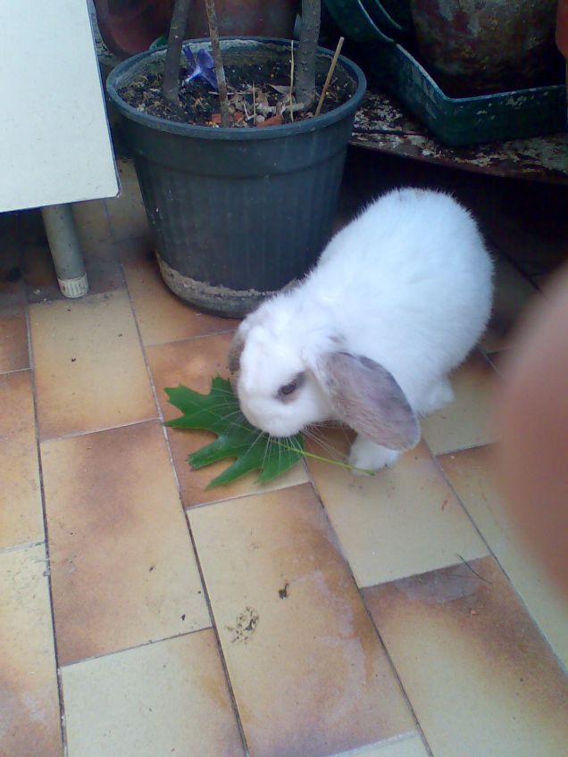 LADY ...MANGIA FOGLIA!