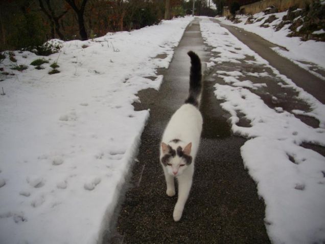 Il gatto delle nevi