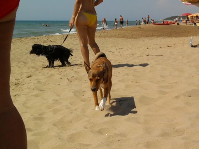 A passeggio libero sulla Dog Beach