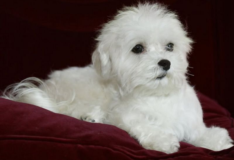  maltese mini toy